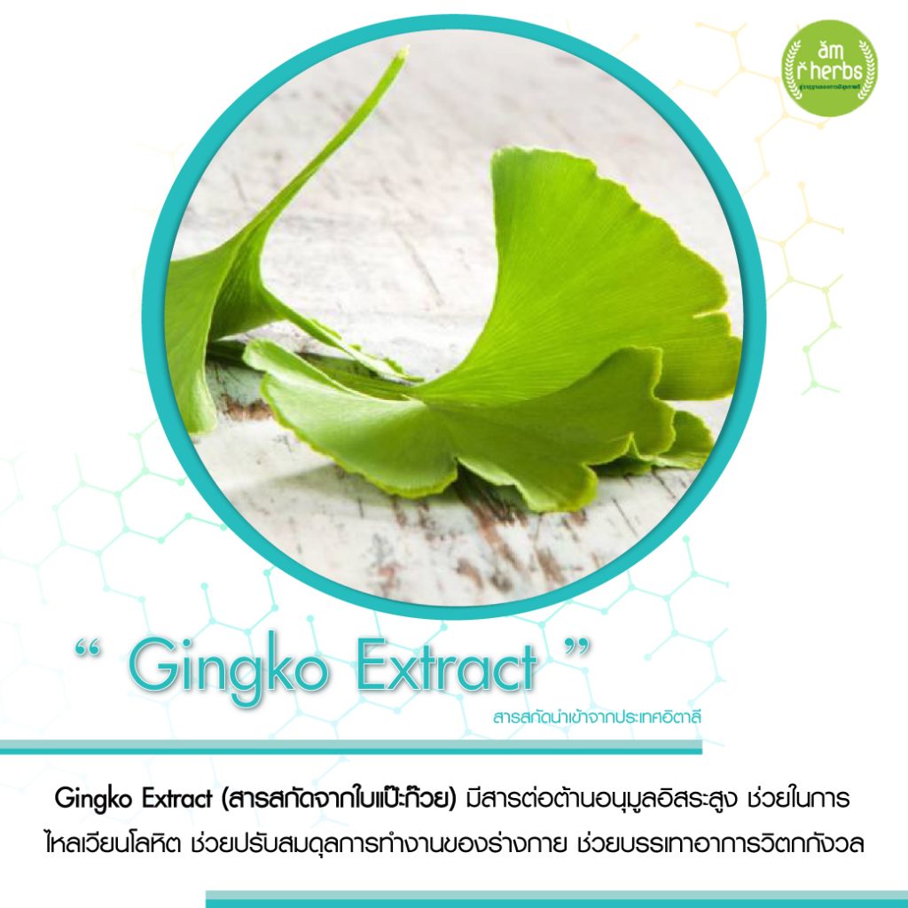 สารสกัดจากใบแป๊ะก๊วย Gingko Exteact